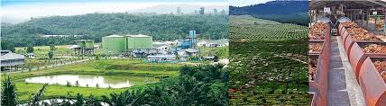 How to apply oil palm india vacancy : Boustead Plantations Berhad Linkedin