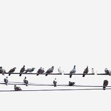 Comment Faire Fuir Les Oiseaux Les Conseils De Mon Magasin General