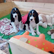 Image result for bernský honič