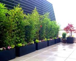 We did not find results for: 70 Bamboo Garden Design Ideas How To Create A Picturesque Landscape