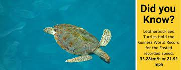 See full list on turtleowner.com How Fast Can Sea Turtles Swim Are They Fast Swimmers