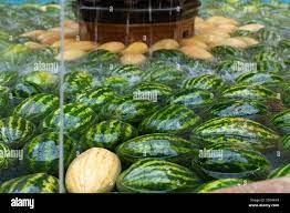 Lots of green watermelons floating in the water. Watermelon, melon wet,  market for ripe vegetables from the farm. Harvesting melons and gourds  Stock Photo 