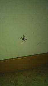 In ihrem hauptverbreitungsgebiet in brasilien werden sie armadeira (von portugiesisch aranhas armadeiras „bewaffnete spinnen) genannt. Fur Spinnenprofis Brasilianische Wanderspinne Oder Winkelspinne Tiere Spinnen Spinne