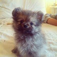 Its head and legs should be in proper proportion to the body. The Ultimate Guide To Owning A Pomchi A K A Pomeranian Chihuahua Mix Animalso