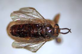 Image result for Cyphia brummittii