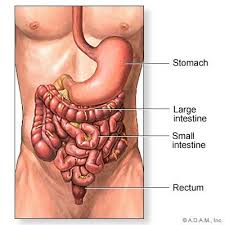 How Do The Intestines Work Digestive Health Colon Health Digestive Health Health