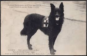 Alice Stowe Photographer 1914 National Society Of Health Care Dogs Wwi Working Belgian Sheepdog Belgian Sheepdog Red Cross Dogs