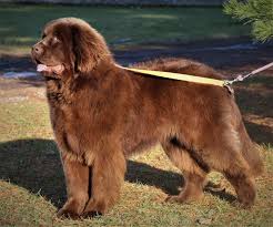 Are there any newfoundland puppies available for sale? Newfoundland Dogs For Sale Mi