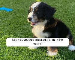 Check spelling or type a new query. Bernedoodle Breeders In New York Ny Top 5 Picks 2021 We Love Doodles