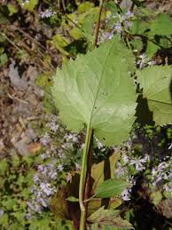 Image result for Blepharispermum pubescens