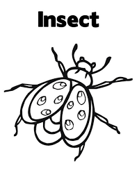 This article features the realistic and cartoon form of different types of insects. Insect Coloring Pages Best Coloring Pages For Kids
