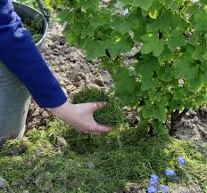 Fur Eine Reiche Ernte Brauchen Die Wurzeln Von Beerenstrauchern Schutz In Form Einer Organischen Mulchschicht So Mulchen Sie Ih Beerenstraucher Garten Mulchen