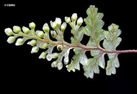 Image result for Hymenophyllum splendidum