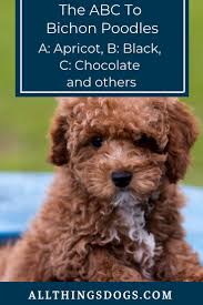 The Bichon Poodle S Curly Haired Coat Can Be Cause Of Envy For Many Even Humans This Hypoallergenic Coat Dog Training Tips Dog Training Dog Training Methods