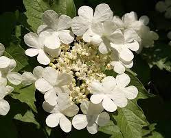 Pin On Flowering Shrubs