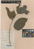 Image result for Lannea schimperi