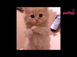 1 Mart Dunya Kedi Gunu Ne Ozel Patiler Patiliyo Com Sevimli Kediler Hayvanlar Kedi