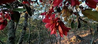 Image result for Lannea katangensis