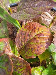 Image result for Cercospora hydrangea