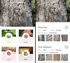 So how do you choose the best plant identification app from so many. 5 Best Tree Identification Apps For Android Ios 2021