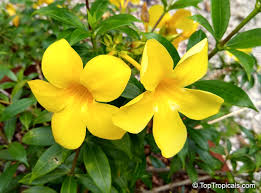 Image result for Allamanda schottii