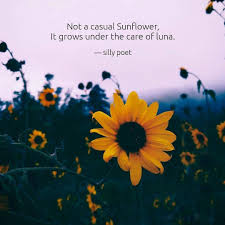 Luna Life Love Care Sunflower Quotes Sillypoet Follow Silly Poet Poet Silly Instagram