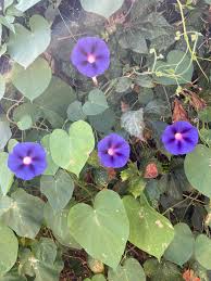 Image result for Ipomoea violacea