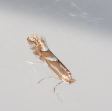 Image result for Phyllonorycter leucographellus