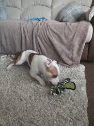 Happy birthday to my gorgeous boy Spud, 1 today how time flys, such happy  puppy, here is a few pics of him with his new toys ❤