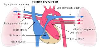 Pulmonary Circulation Wikipedia