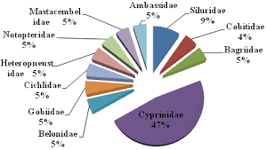 Image result for Justicia stachytarphetoides