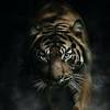 Download and use 40,000+ animals stock photos for free. 1