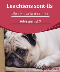 Epingle Sur Mon Ami Mon Chien
