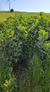 Explore tweets of pierfrancesco favino @pfavino on twitter. New Agriculture Favino Bianco Seminato Su Sodo Con Una Facebook