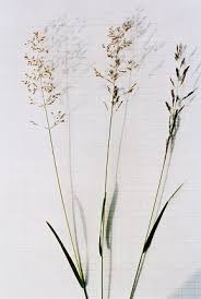 Vibrant green, thin leaves grow to about two feet; Flora West Europa De Flora