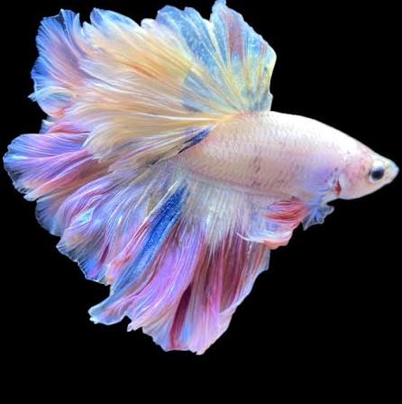 Pastel Rosetail #betta #rosetailbetta #halfmoonbetta #pinkbetta #fish #bettaofinstagram #plakat #ปลากัด #tuckysbettas #bettafish #pastel #pinkbetta