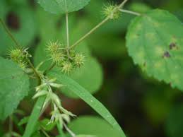 Image result for Triumfetta annua