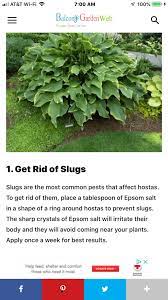 Use of epsom salt on hostas use of epsom salt on hostas! Epsom Salt To Kill Slugs Epsom Salt Garden Kill Slugs Epsom