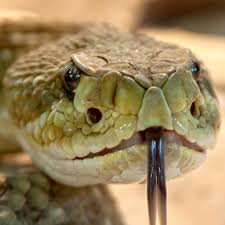 If you are looking to buy snakes online then xyzreptiles is the place for you. Rattlesnake Sounds Snake Sounds Snake Hissing Amazon De Apps For Android