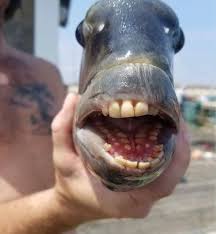 The sheepshead fish has teeth like a human. Fish With Human Teeth Terrifies Beachgoers World News Express Co Uk
