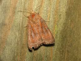 Image result for Noctua interjecta