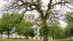 An established oak tree ( quercus spp.) will drop acorns over its lifetime. Austin Trees Suffering After Winter Storm Freeze May Not Make It