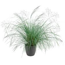 Image result for Eragrostis homblei