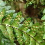 Image result for Lellingeria