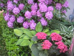 Rhododendron And Hydrangeas Backyard Design Backyard Garden Design