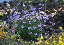 Check spelling or type a new query. Verbena Lilacina Delicate Surprisingly Tough Verbena Plants Perennials