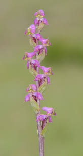 Image result for Disperis katangensis