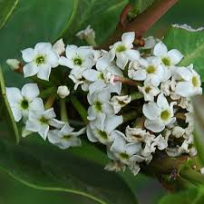 Image result for Acokanthera