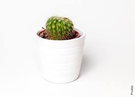 Nombres De Cactus Te Sabias Algunos De Ellos Vibra