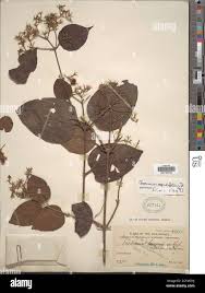 Image result for Dichilus lebeckioides